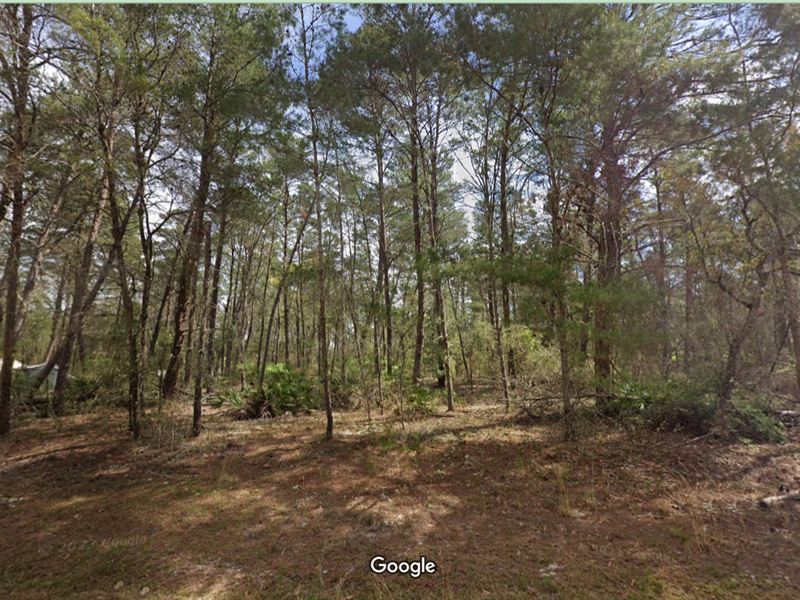 Secluded in The Woods of FL $330/Mo : Interlachen : Putnam County : Florida