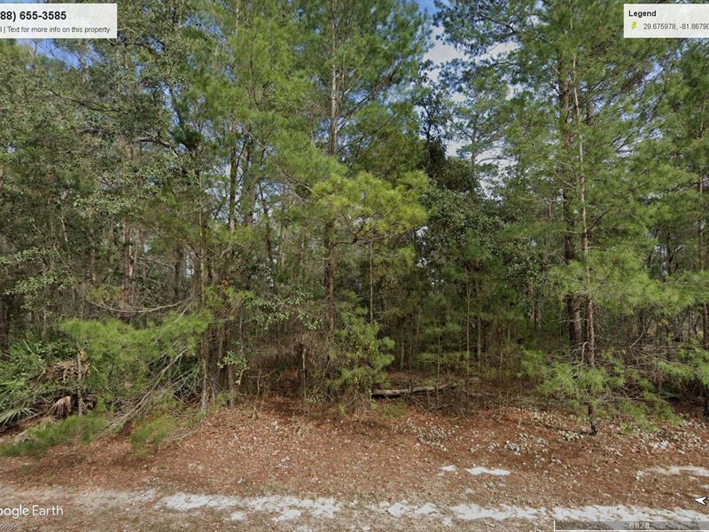High & Dry Florida Land, $229/Mo : Interlachen : Putnam County : Florida