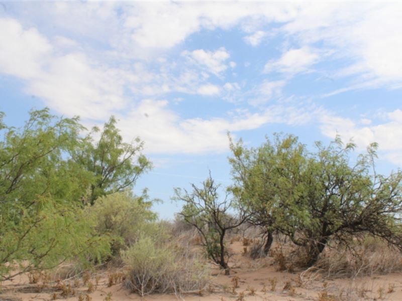 Pardon Our Black Friday Craziness : Deming : Luna County : New Mexico
