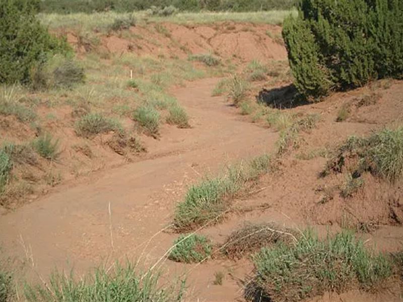 Your Dream Plot with Trees $125/Mo : Snowflake : Navajo County : Arizona