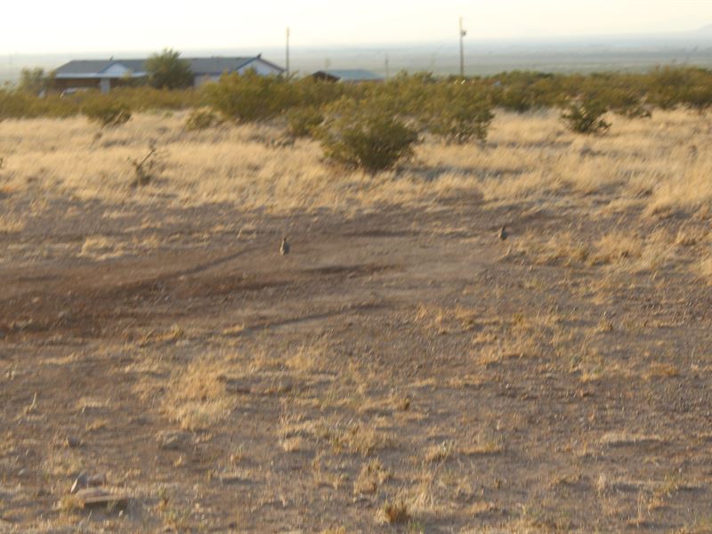 Early Bird Catches The Deals : Deming : Luna County : New Mexico