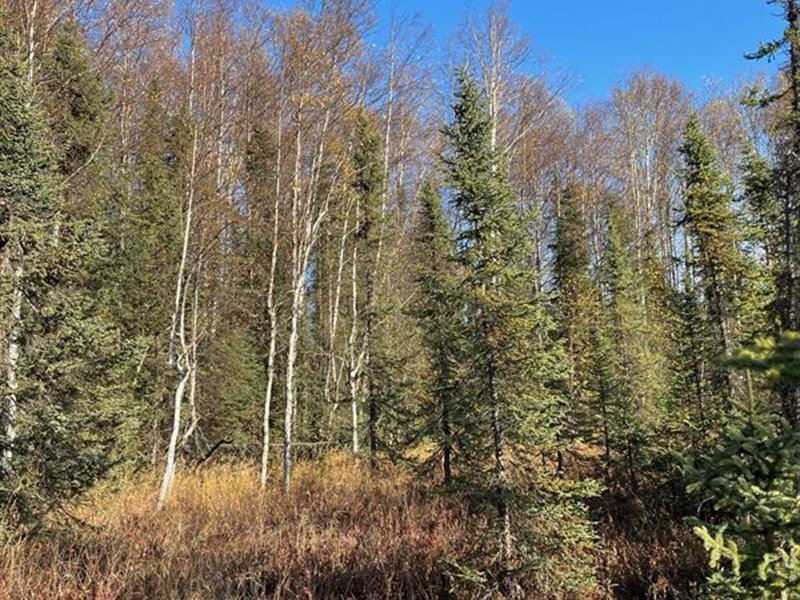 5.91 Acre Double Lake Delight : Willow : Matanuska-Susitna Borough : Alaska