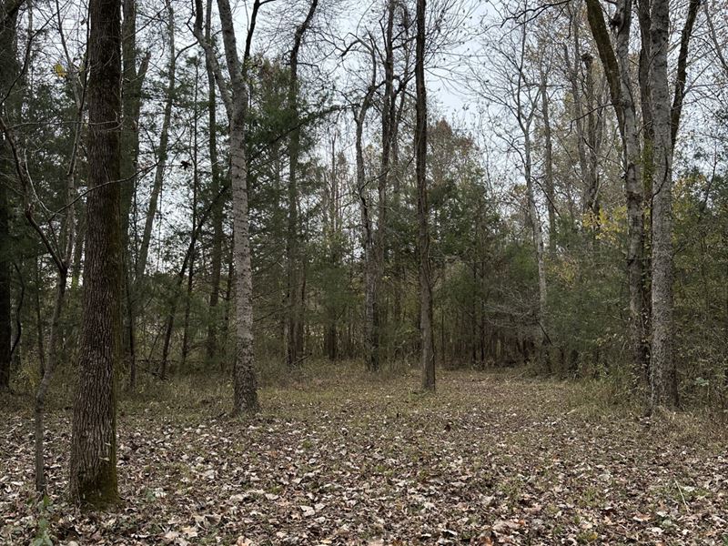 11.6 Tombigbee River Lot : Pickensville : Pickens County : Alabama