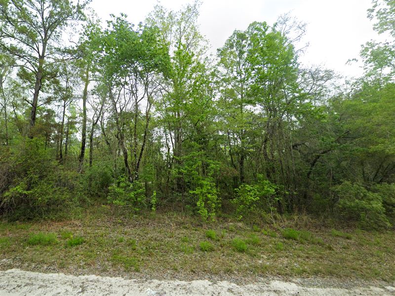 Close to The Suwannee River : Old Town : Dixie County : Florida