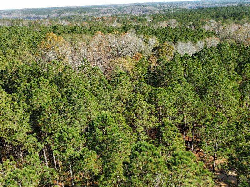 5 Acres Lee Co : Salem : Lee County : Alabama