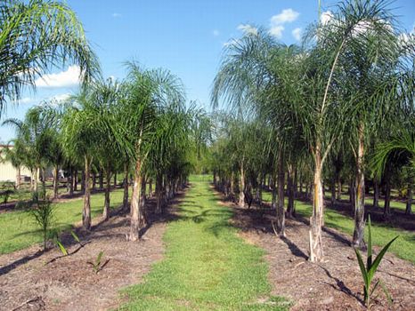 Ewell Road Nursery : Lakeland : Polk County : Florida