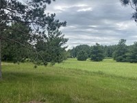 MN Land Very Close to Fawn Lake : Browerville : Todd County : Minnesota