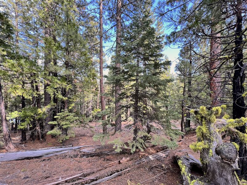 Camping & Mobile Home, Great View : Alturas : Modoc County : California