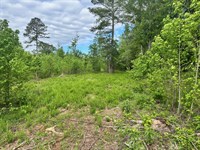 6.99 Wooded Ac, West Bartow County : Taylorsville : Bartow County : Georgia