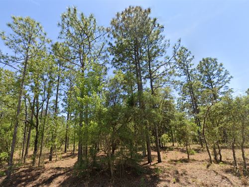 Escape The City, 1 Acre $420/Mo : Dunnellon : Marion County : Florida