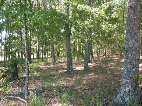 1.01 Ac lot near Montgomery : Montgomery : Montgomery County : Alabama
