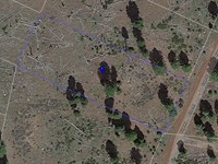 Rural California Pines Near Modoc : Alturas : Modoc County : California