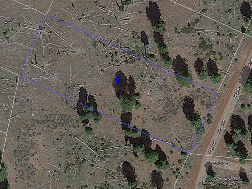 Rural California Pines Near Modoc : Alturas : Modoc County : California