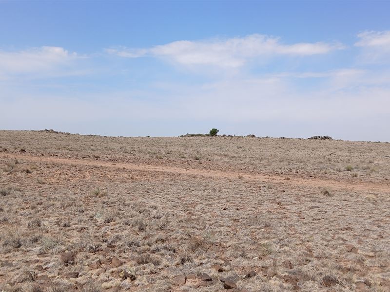 Embrace Boundless Freedom : Concho : Apache County : Arizona