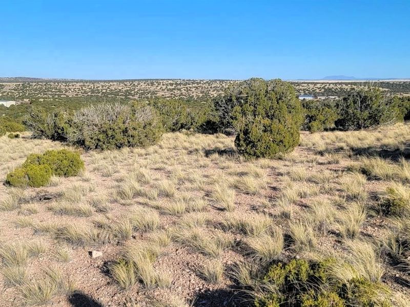 Embrace Boundless Freedom : Concho : Apache County : Arizona