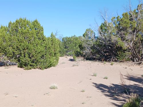 Off Grid Land Near Chambers, AZ : Saint Johns : Apache County : Arizona