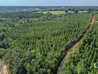 Church Hill Tract : Buena Vista : Marion County : Georgia