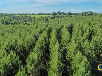 Spring Tract : Buena Vista : Marion County : Georgia