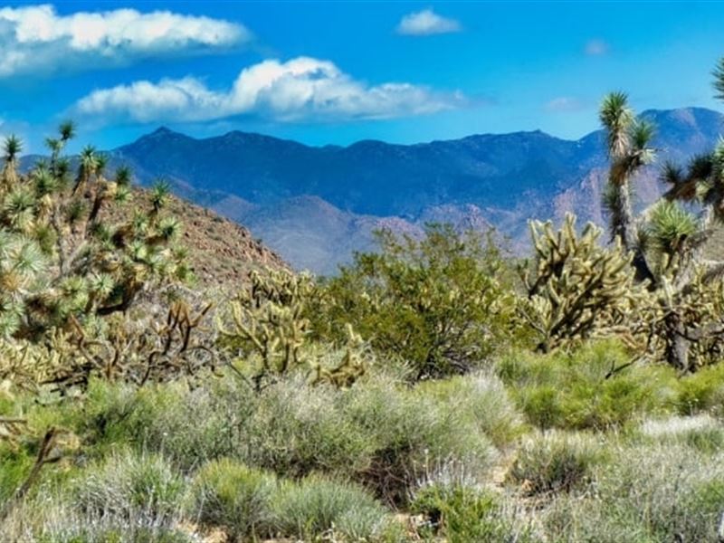 Unwind in Yucca, $250/Month : Yucca : Mohave County : Arizona