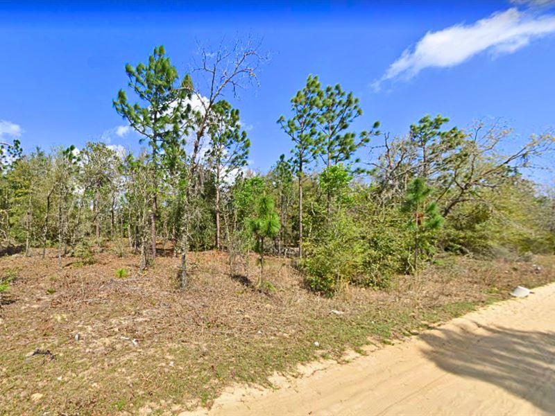 Not a Wetland, Nor a Flood Zone : Interlachen : Putnam County : Florida