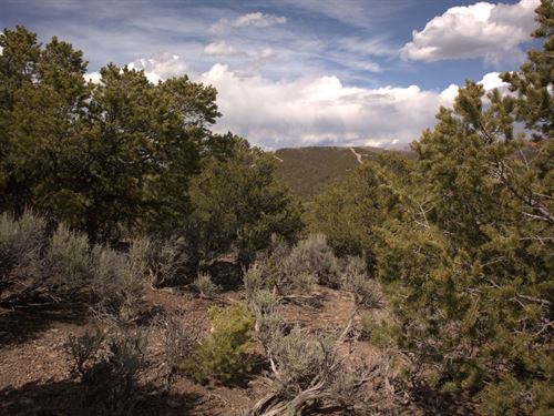 5 Acres with Trees & Mtn Views : Fort Garland : Costilla County : Colorado