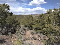 Treed Mountain Escape : Fort Garland : Costilla County : Colorado