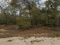 Wooded Lake Life with Power : Interlachen : Putnam County : Florida