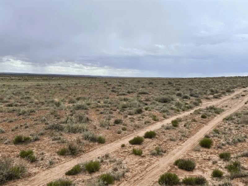 Wide Open Wonder : Petrified Forest Natl Pk : Apache County : Arizona