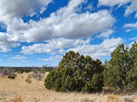 RV Friendly Off Grid with Trees : Pinehill : Cibola County : New Mexico