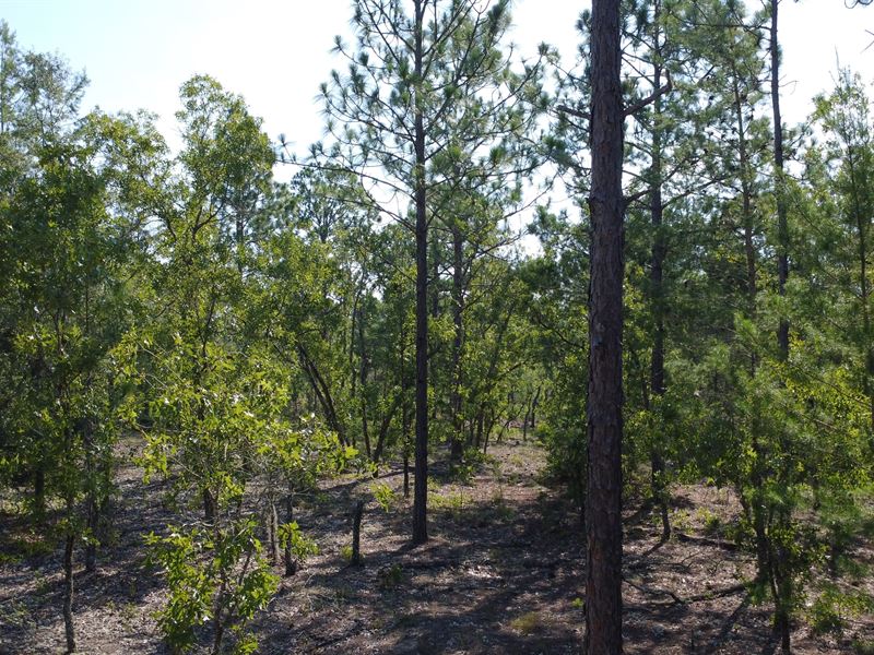 Flat Lot, Power & Water Nearby : Interlachen : Putnam County : Florida
