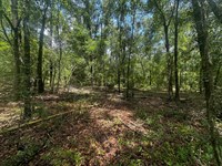 NE Champion Loop : Lee : Madison County : Florida