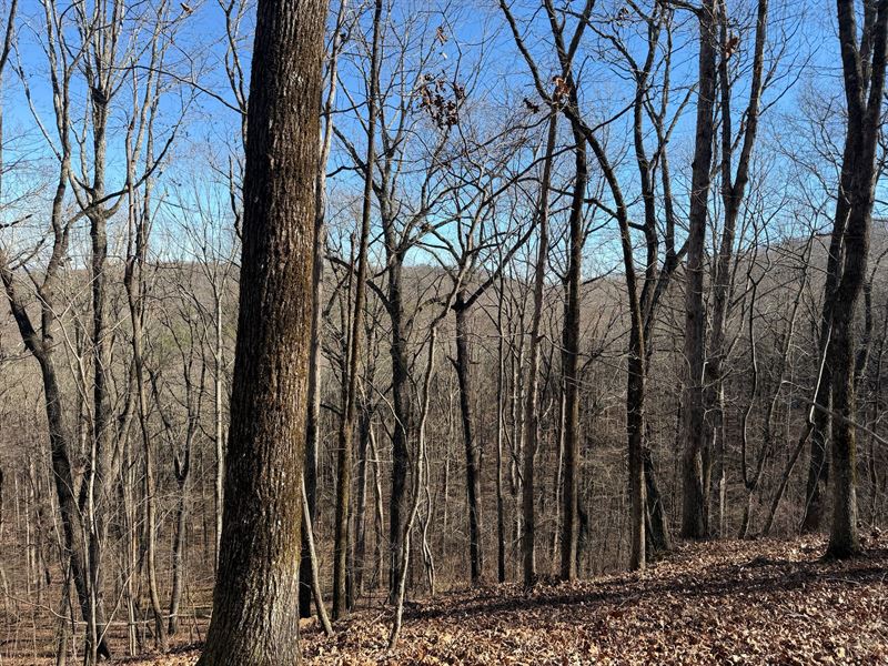 Turkey Haven Mountain, Lot 1 : Heflin : Cleburne County : Alabama