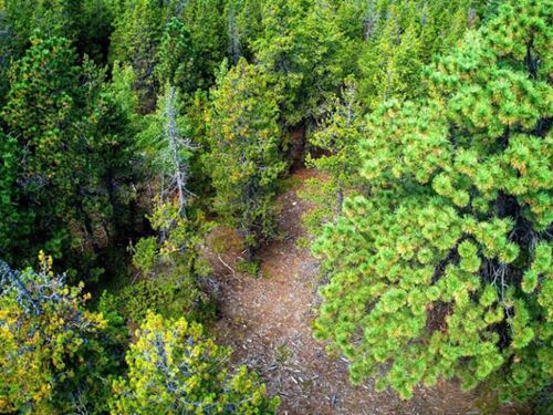 Private Mountain Residential Land : Lamartine Rd W : Clear Creek County : Colorado