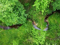 Wooded Wonder : Crewe : Nottoway County : Virginia