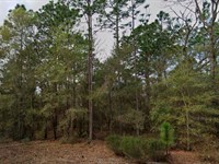 Treed Lot with Power Near Lakes : Interlachen : Putnam County : Florida