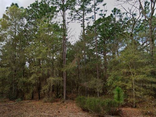 Wooded Near Power & Lakes : Interlachen : Putnam County : Florida