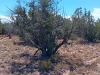 4.64 Acre Lot with Trees, $25 Down : Chambers : Apache County : Arizona