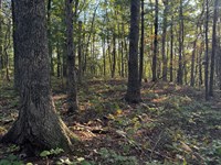 7.8 Acres Beautiful Secluded Wood : Spring City : Bledsoe County : Tennessee