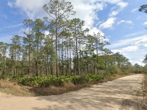 Budget-Friendly Land Ownership : Interlachen : Putnam County : Florida
