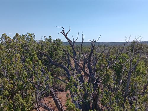 July Sale $17.76 Down, 2.47 Acres : Sanders : Apache County : Arizona