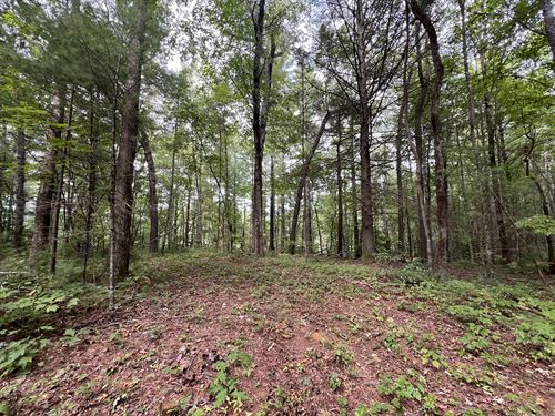 Whitecliff Road, Tract 3, 5.64 Ac : Ellijay : Gilmer County : Georgia