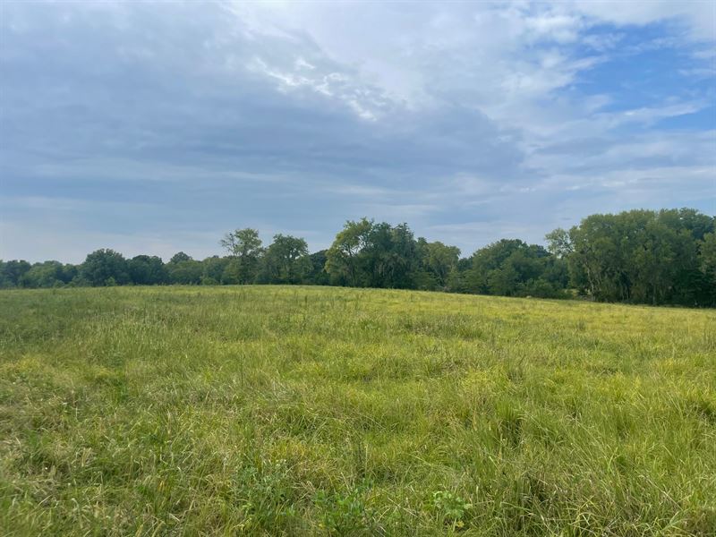 14 Acres Lowndes Co, AL : Mosses : Lowndes County : Alabama