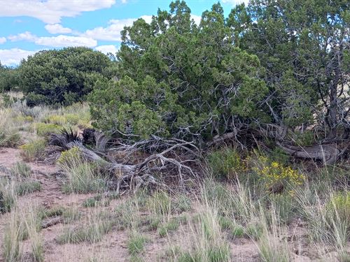 Invest in AZ Raw Land Today : Chambers : Apache County : Arizona