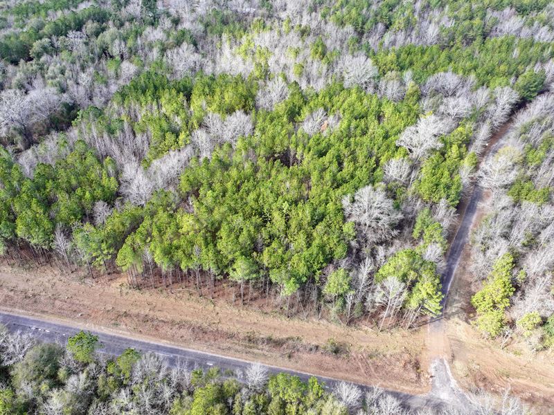 Beautiful Rural Homesite : Bullard : Twiggs County : Georgia