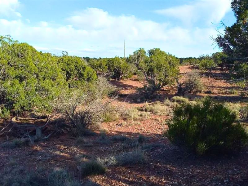 Tree Covered Land, Power, $125/Mo : Snowflake : Navajo County : Arizona