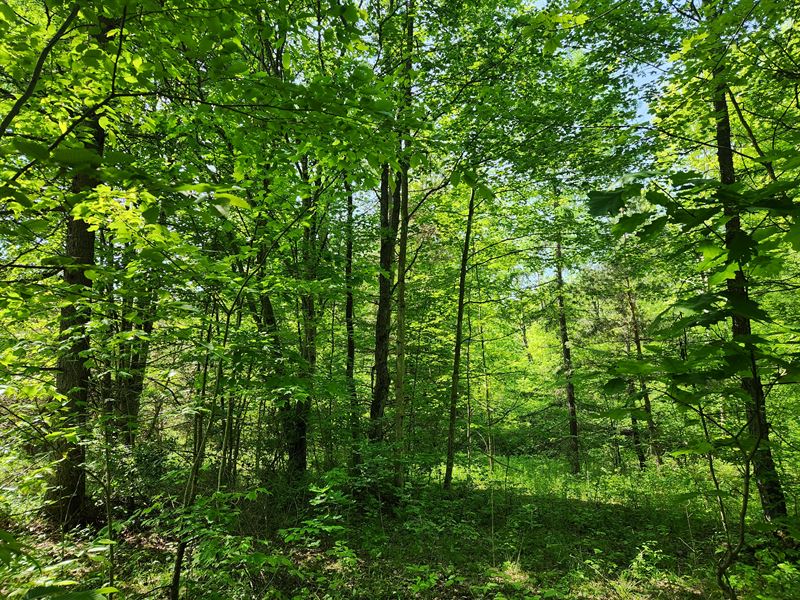 Pine Meadows with Stream : Erin : Chemung County : New York