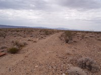 Yucca Bug Out : Yucca : Mohave County : Arizona