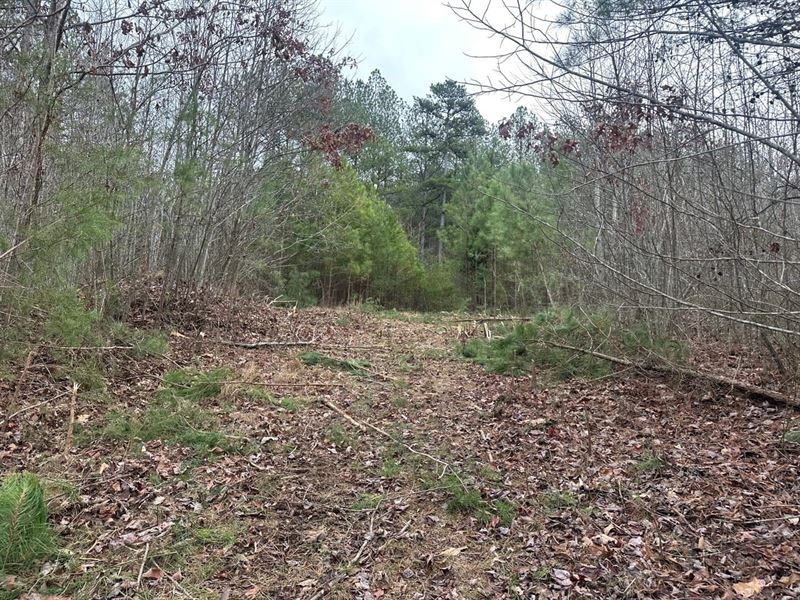 5.23 Acres Unrestricted Near Mont : Tracy City : Grundy County : Tennessee