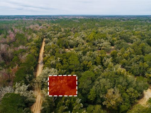 Explore 0.43 Acres of Possibility : Interlachen : Putnam County : Florida