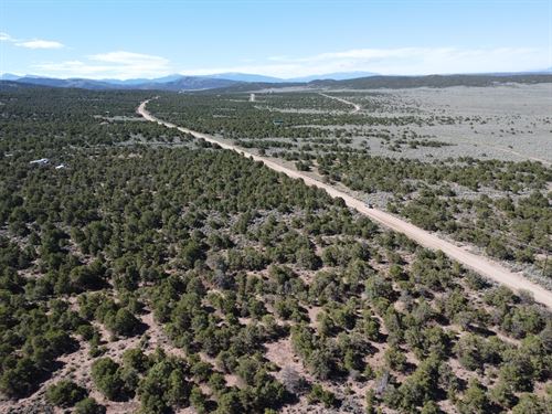 Build or Camp on Wooded 5.02 Acres : Fort Garland : Costilla County : Colorado